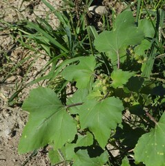 Xanthium orientale