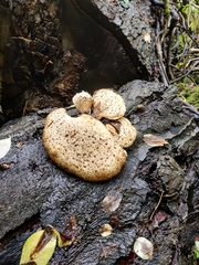 Polyporaceae