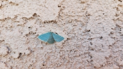 Chlorochlamys chloroleucaria