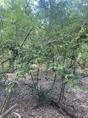 Forestiera ligustrina