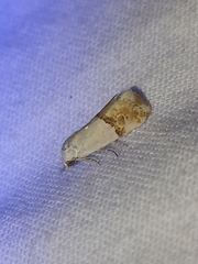 Ponometia elegantula