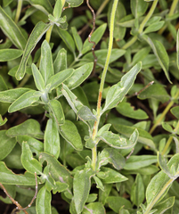 Monardella odoratissima odoratissima