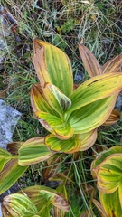 Veratrum
