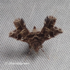 Nosphistica bisinuata