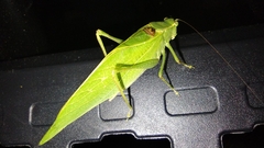 Microcentrum retinerve