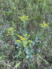 Solidago rigida