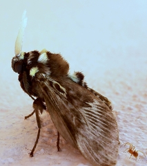Megalopyge albicollis superba