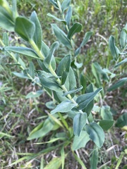 Solidago rigida