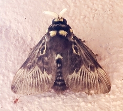Megalopyge albicollis superba