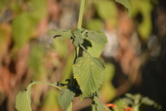 Leonotis nepetifolia