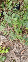 Urena lobata sinuata