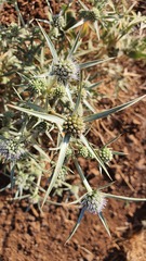 Eryngium glomeratum