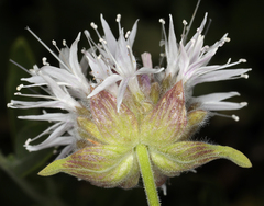 Monardella odoratissima odoratissima