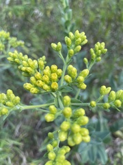 Solidago rigida