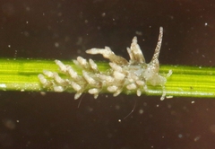 Eubranchus olivaceus