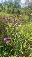 Vernonia noveboracensis