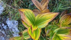 Veratrum