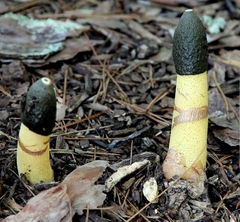 Phallus ravenelii
