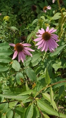 Echinacea purpurea
