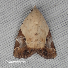 Pseudeustrotia semialba