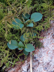 Stellaria pubera