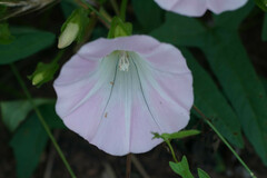 Calystegia pubescens