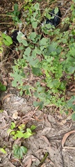 Urena lobata sinuata