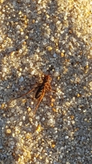 Gluvia dorsalis