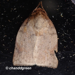 Beara tortriciformis