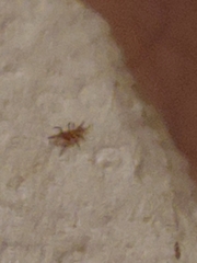 Arthropoda