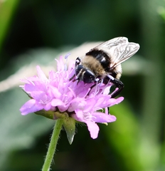 Merodon equestris
