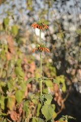 Leonotis nepetifolia