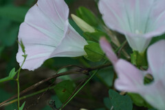 Calystegia pubescens
