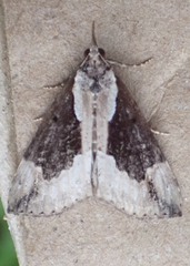 Hypena baltimoralis