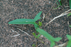 Calystegia pubescens