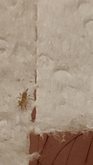 Arthropoda