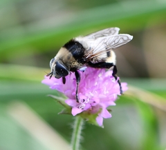 Merodon equestris
