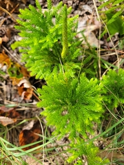 Dendrolycopodium hickeyi