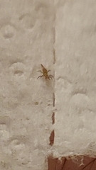 Arthropoda