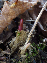 Allium tricoccum