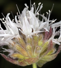 Monardella odoratissima odoratissima