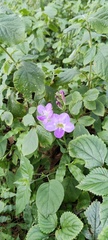 Asystasia gangetica