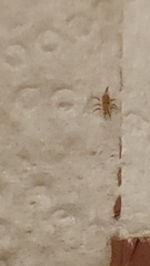Arthropoda