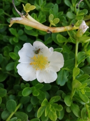 Portulaca umbraticola