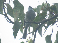 Mecocerculus leucophrys