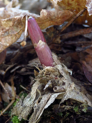 Allium tricoccum