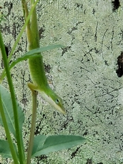 Anolis carolinensis