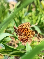 Boloria dia