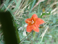 Caiophora contorta