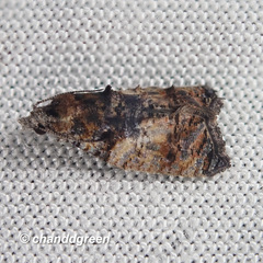 Polylopha cassiicola